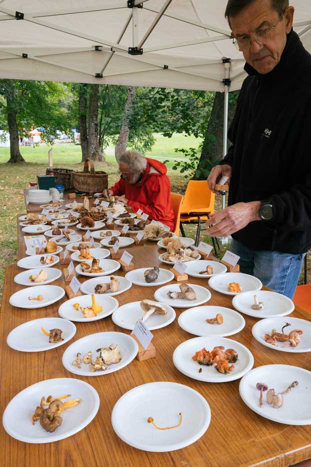 Fête du bois et de la forêt 2021