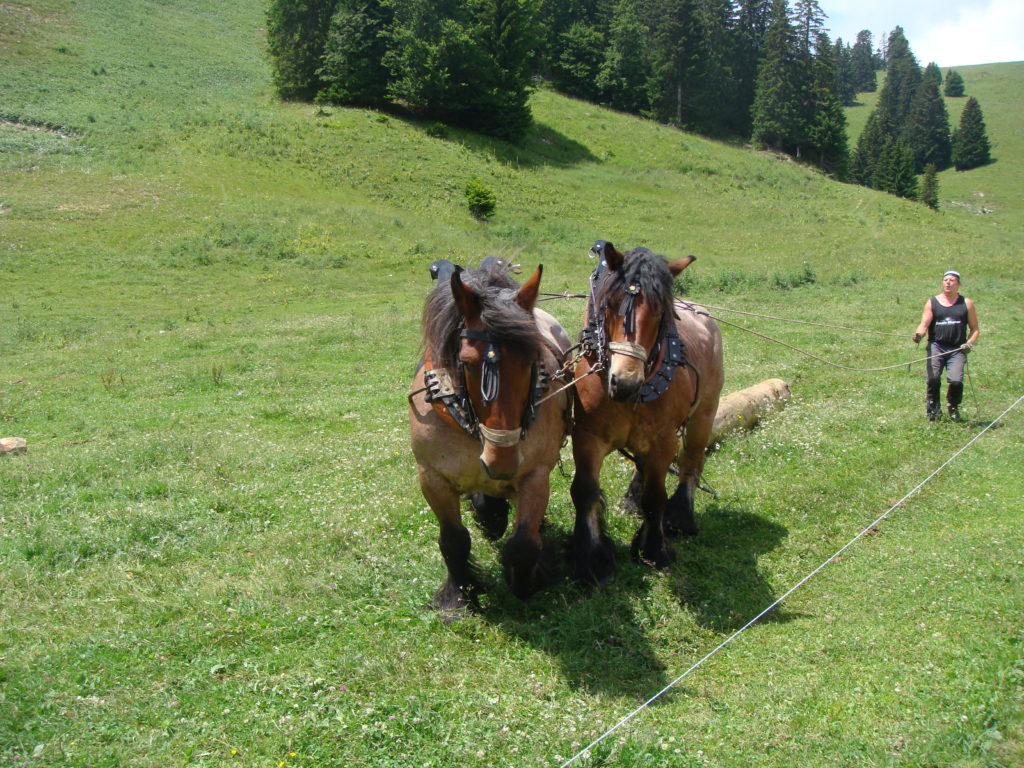 fête de la foret 2009