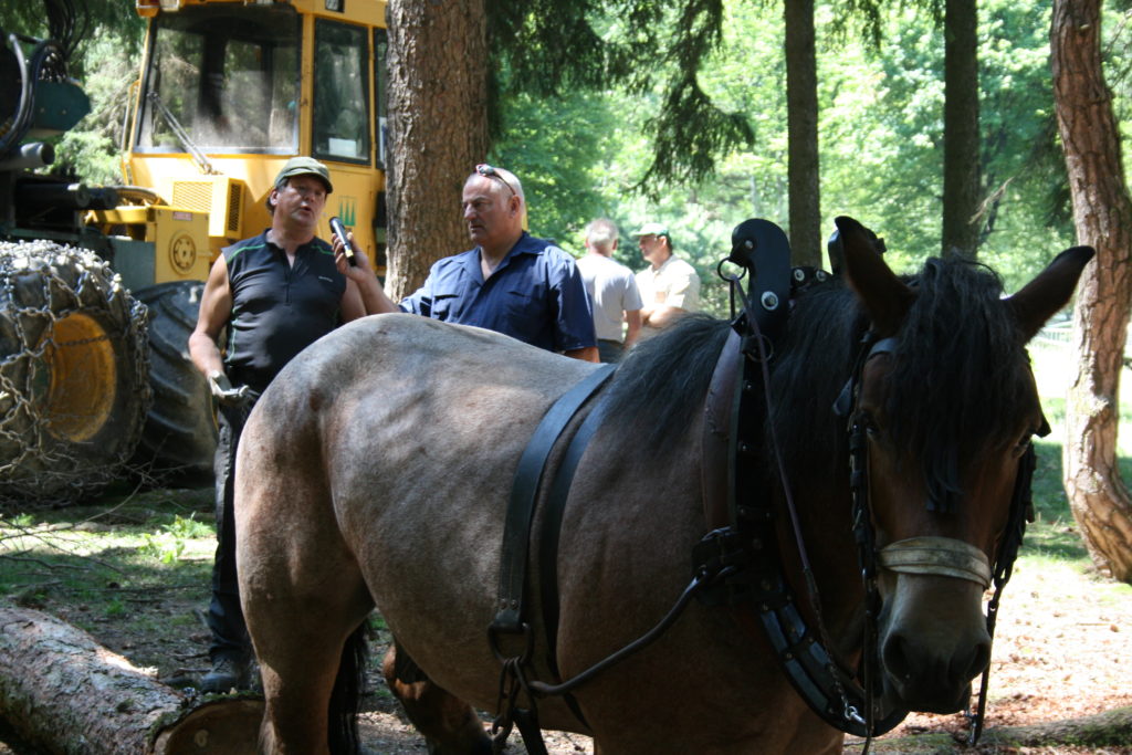 Fête de la forêt 2011